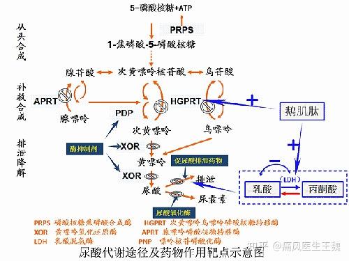 (1)内源性尿酸:人体细胞的自我代谢,尤其是红细胞的更新代谢过程,释放