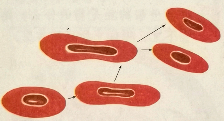蛙红细胞的无丝分裂,图片源自高中生物课本必修Ⅰ[4]
