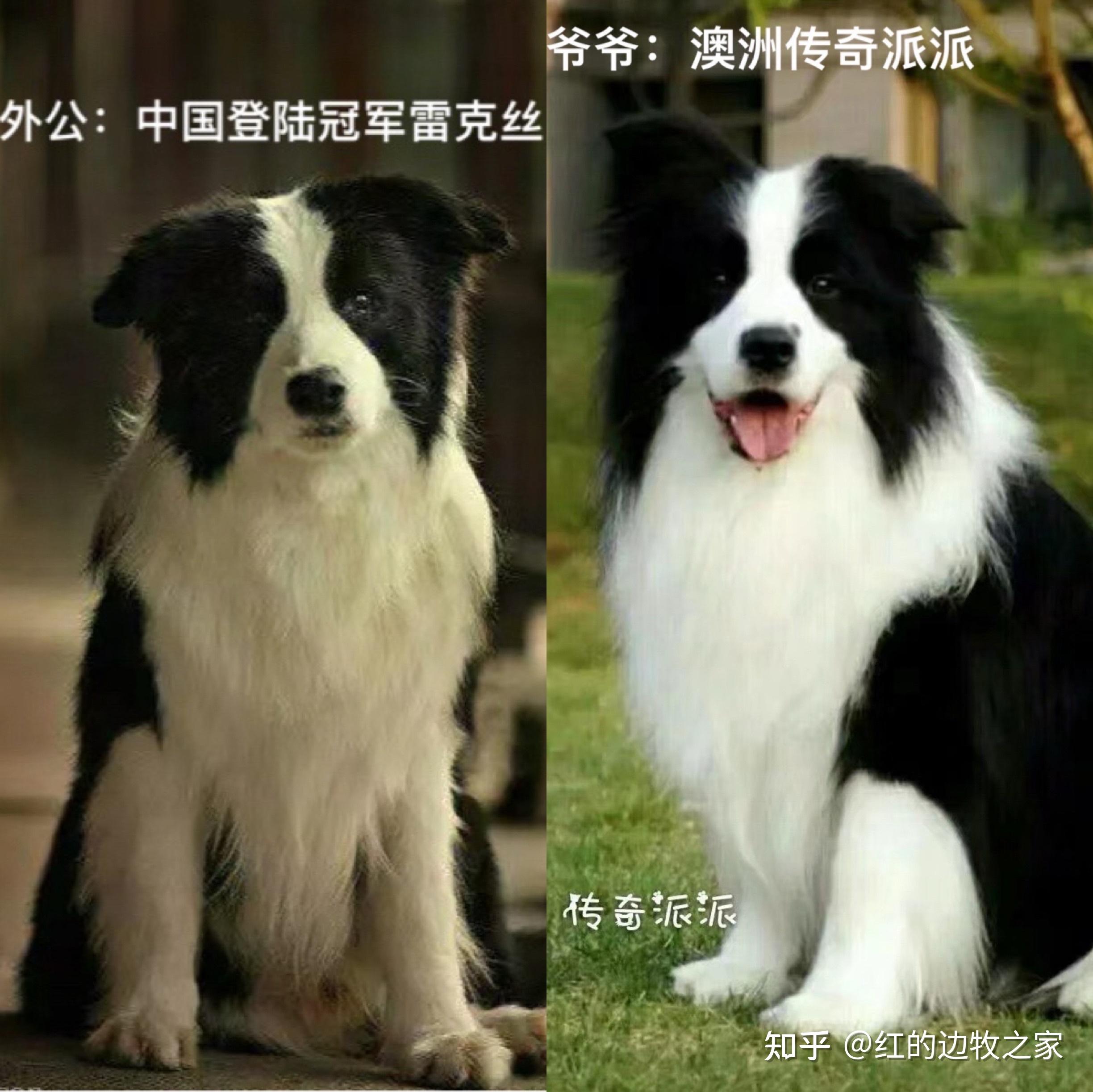 精品小边牧边境牧羊犬