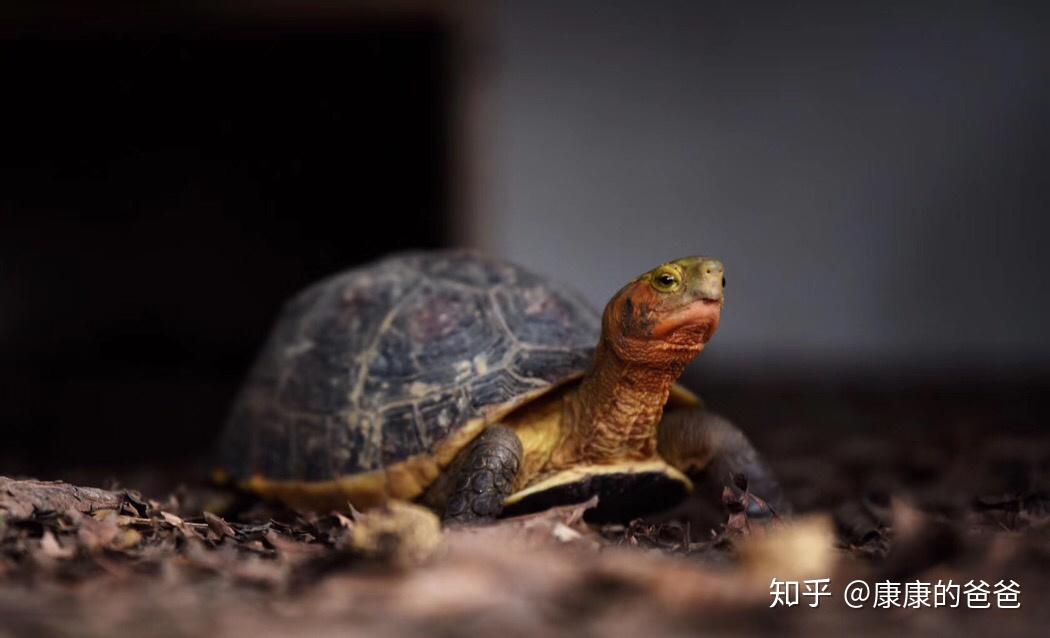 黄缘龟黄缘闭壳龟安缘安远闭壳龟