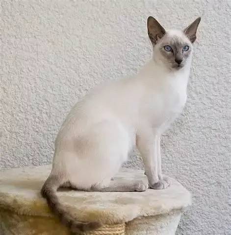 淡紫重点色(暹罗猫,siamese,图片来源:catsnkitten.blogspot.com