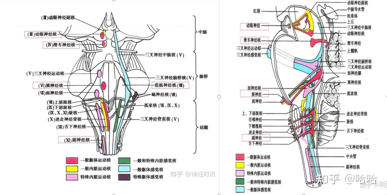 平衡觉传导通路 知乎