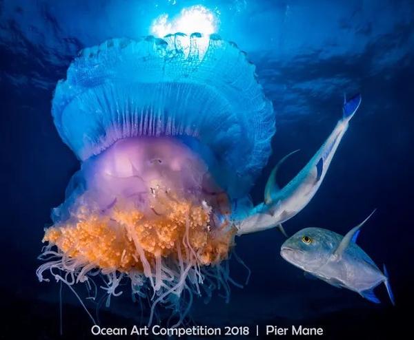 被深渊凝视是什么感受?盘点2018年最震撼的海洋生物摄影