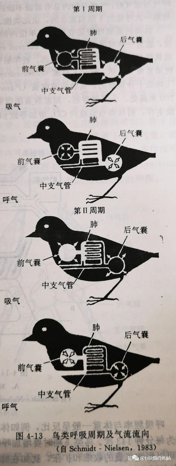鸟类基础知识(2)呼吸系统与发声器官