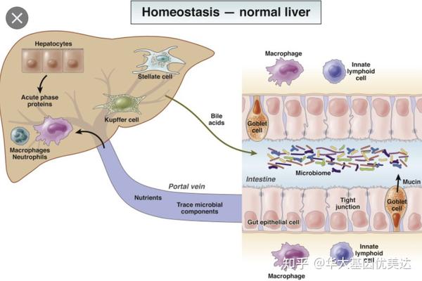 改变肝脏一种巨噬功能强大的免疫细胞(kupffer细胞)的形态和大小,增强