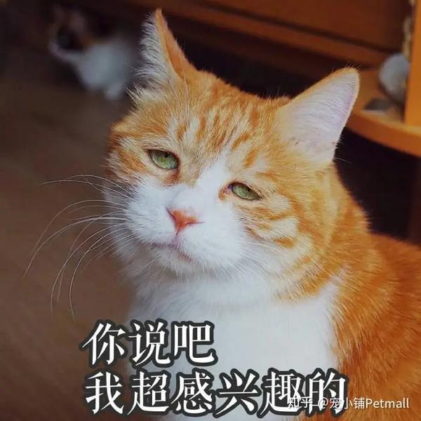 如果没有埃及人我们可能根本不会拥有橘猫