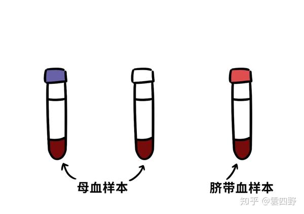 采集后的脐带血经历了什么?