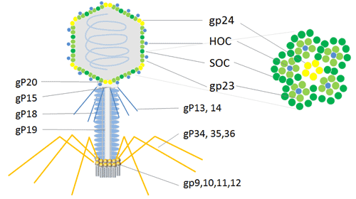 t4噬菌体展示系统λ噬菌体是长尾噬菌体科的一种温和噬菌体,有直径