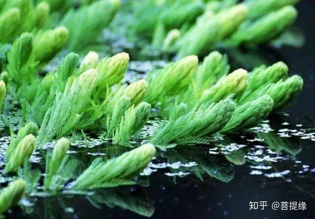 动手做个迷你池塘放盆这个花遇水就能活太美了