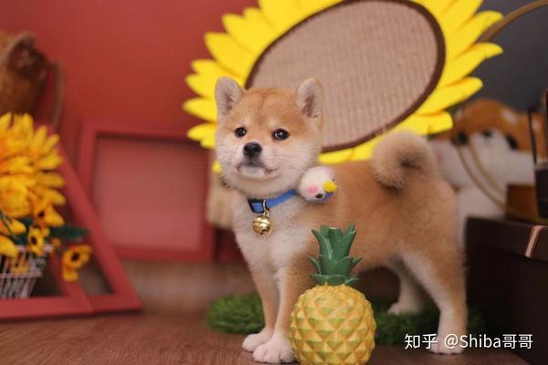 柴犬的一生从出生到年老柴犬各种表现及饲养知识详解