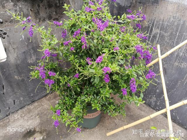 蕾丝金露花—花园里的蓝精灵 知乎