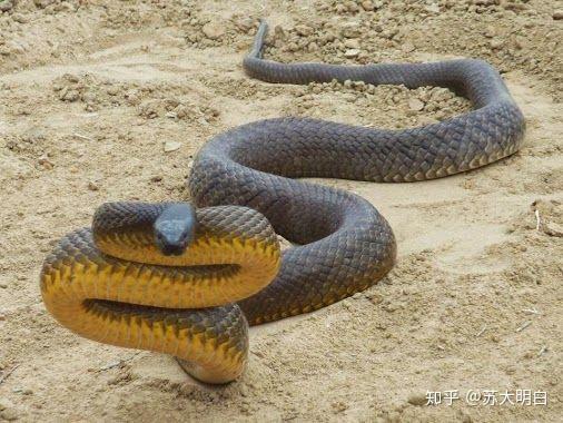 内陆太攀蛇是地球最毒的毒蛇,为什么致死率却是0?