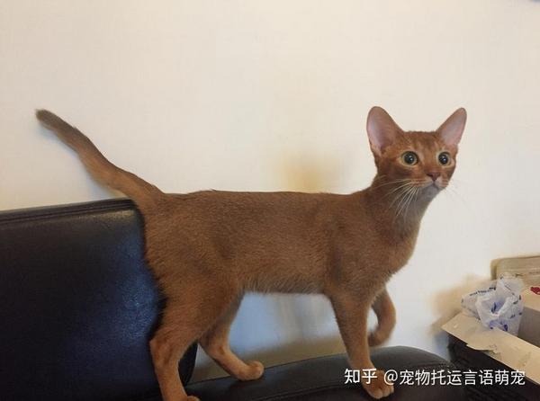 从深圳市到成都市托运1只阿比西尼亚猫_宠物猫托运_宠物猫快递