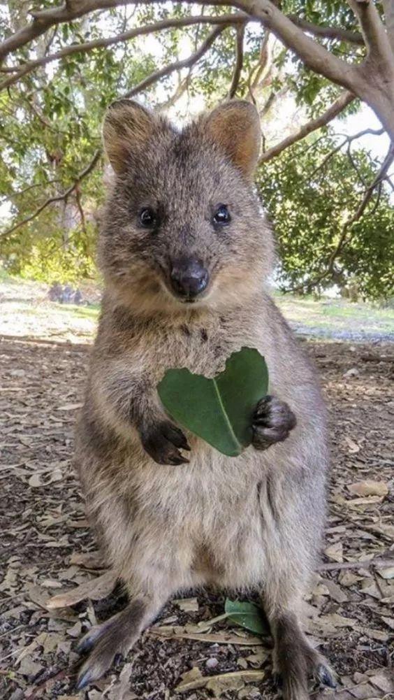 短尾矮袋鼠    quokka