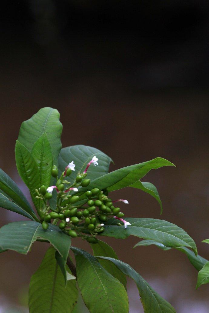 国家濒危珍稀保护植物蛇根木