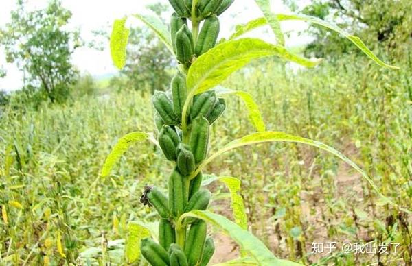 黑芝麻树