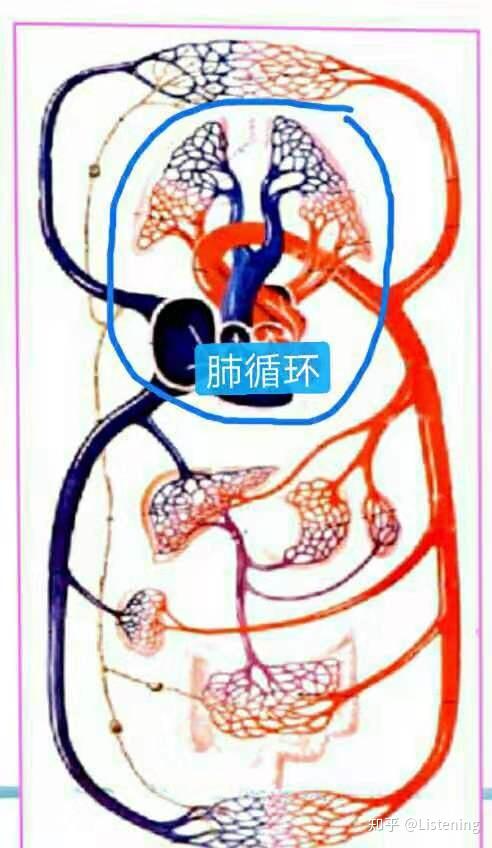 心血管系统的组成与结构高血压1