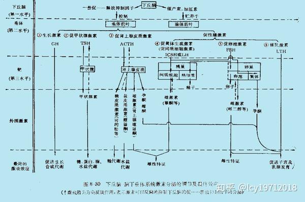 下丘脑是内分泌系统的最高中枢,它可以分泌神经激素,即各种释放激素