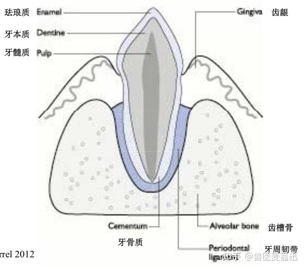 牙骨质:是牙齿一部分,但被看作牙周组织的组成部分.