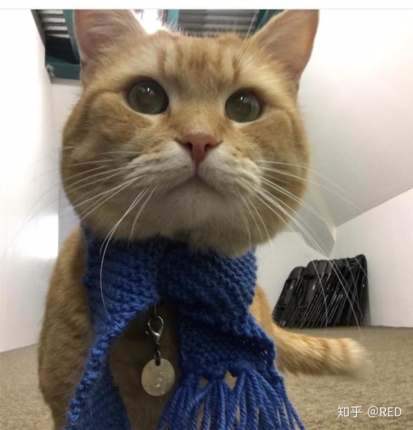 如何评价电影流浪猫鲍勃astreetcatnamedbob