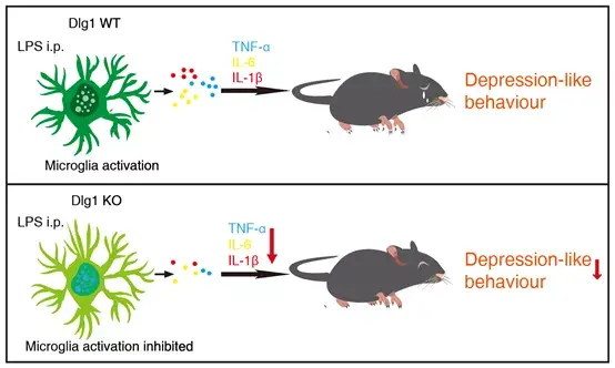 dlg1在小鼠炎症诱导的抑郁样行为发挥作用示意图