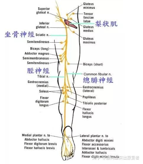 坐骨神经痛会自愈吗