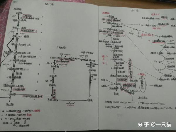 糖酵解过程及三羧酸循环