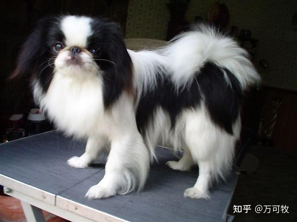 日本狆,英文名japanese chin,日本狆的祖先是中国犬,与八哥犬,北京犬