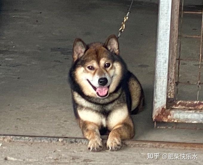 是胡麻色柴犬吗