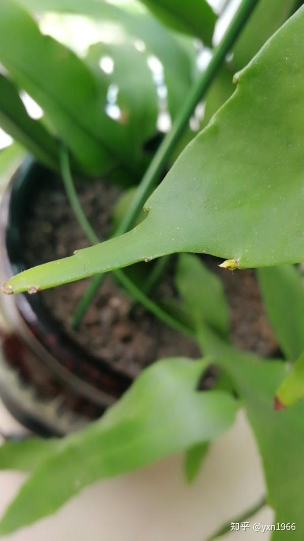 请问这样昙花的花苞吗?