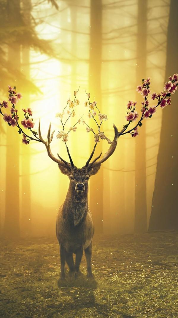 炫彩壁纸秀app |每日一组美图壁纸   动物世界之梅花鹿