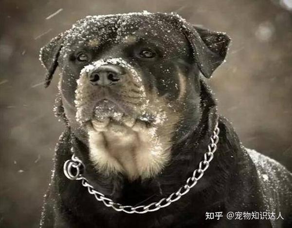 罗威纳犬是一只很出色的护卫犬,而且外表特别的帅气,不少网友都觉得它