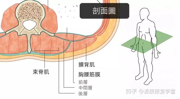 连结上下肢与腰痛的幕后推手-胸腰筋膜