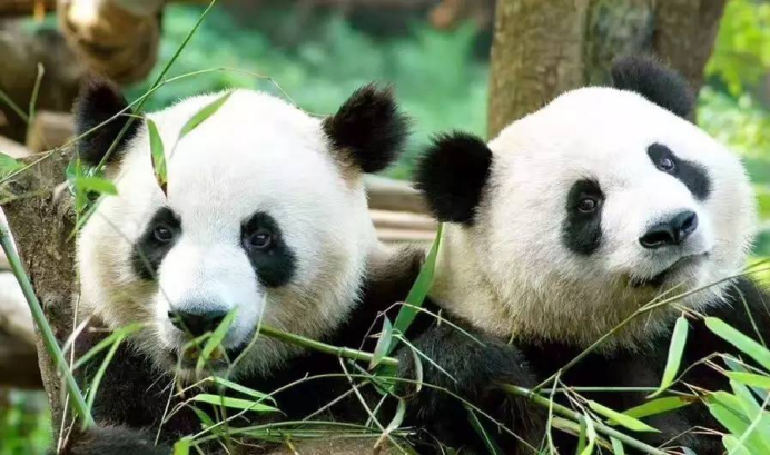 荷兰人感慨:我国花16年时间才借到熊猫,英国反而将熊猫送回中国