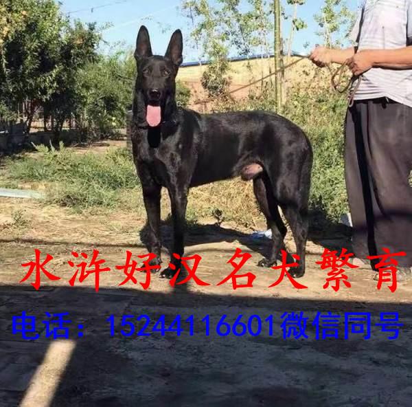 纯种中华黑狼犬价格