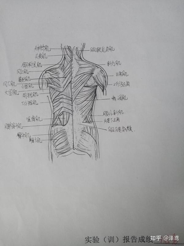 骨与骨连接概述,躯干骨及其连接 绘图(1)胸椎侧面观         (2)颅底