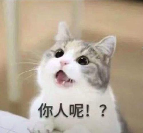 可爱猫咪等回复表情包:唉,喜欢的人怎么还没回我消息