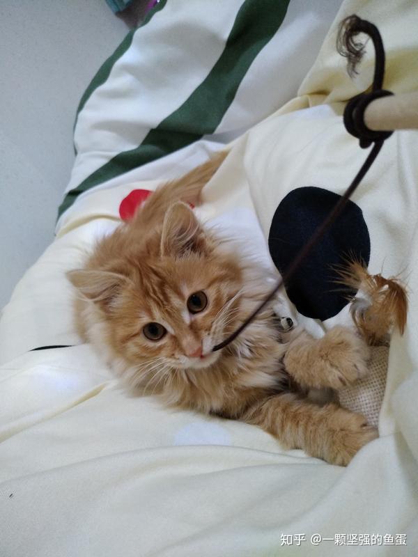 有的说是长毛橘猫,有的说是橘猫和狮子猫的串串儿,不过反正是橘色的*
