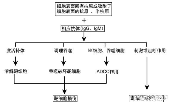2,简述i型超敏反应的发生机制?