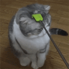 猫咪秃头的情况其实并不