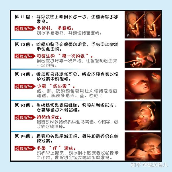 40周胎儿发育特点及胎教要点 孕育聪明宝宝get√