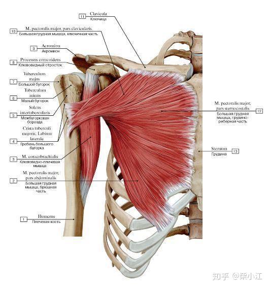 4 胸大肌解剖结构