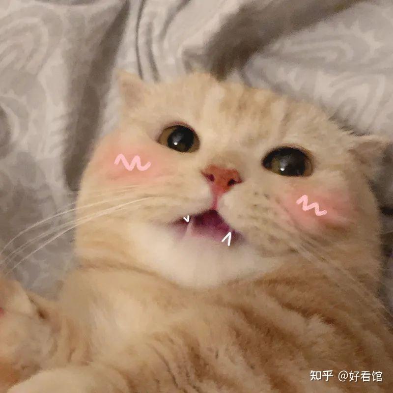 可爱猫狗头像可爱又憨憨的头像可爱又沙雕的猫咪头像帅气的猫狗头像超