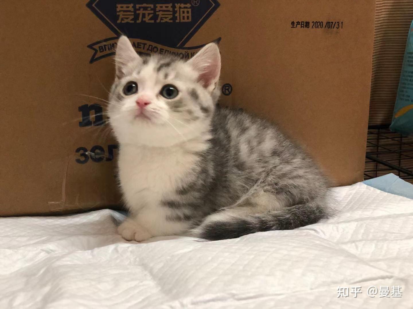 全网最便宜的曼基康猫咪加白起司矮脚只要3500自己家养的就两只还有