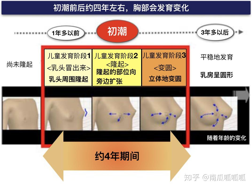 儿童胸部发育的事实与正确穿戴文胸的必要性