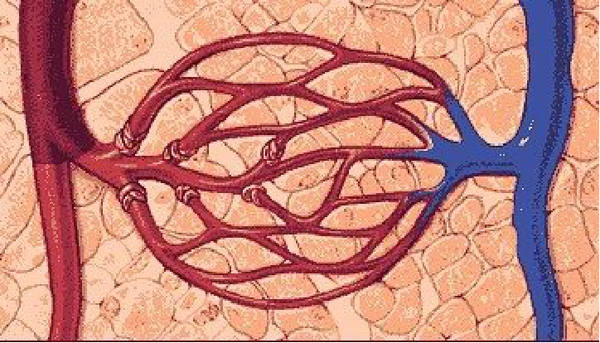 人体分为动脉和静脉.