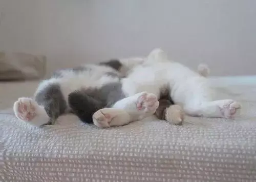 吸猫必撸:猫咪肉垫的那些小秘密!