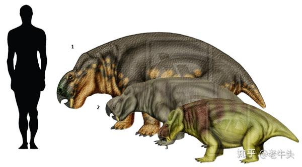 做讨论,其中最著名的是二齿兽类,包括水龙兽( lystrosaurus),肯氏兽