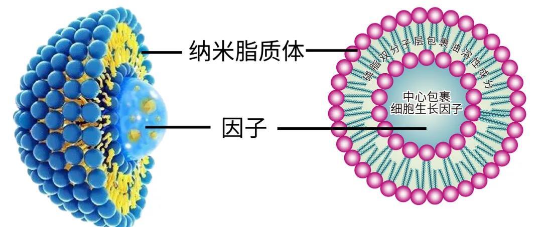 脂质体包裹技术的奥秘