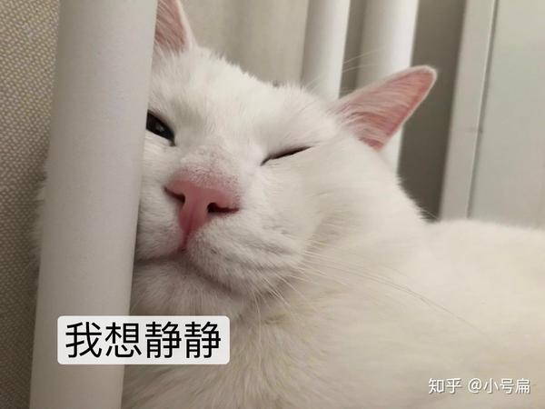 趴在我的枕头上午睡,发现我在偷拍他一脸生无可恋的样子哈哈哈.
